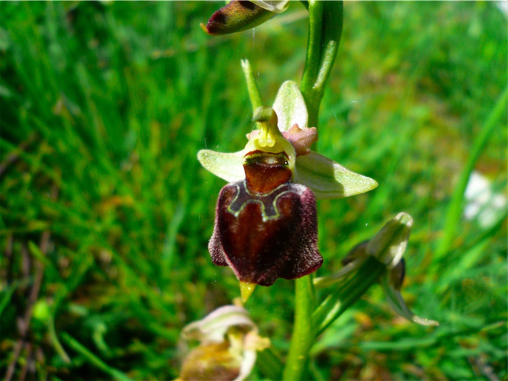 Ophrys , Orchis e ibridi - Orchidee cittadine II